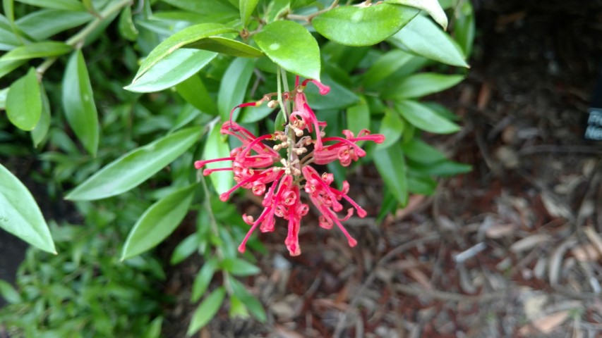 Grevillea bemboka plantplacesimage20161226_143359.jpg