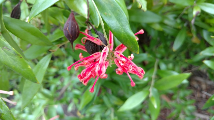 Grevillea bemboka plantplacesimage20161226_143437.jpg