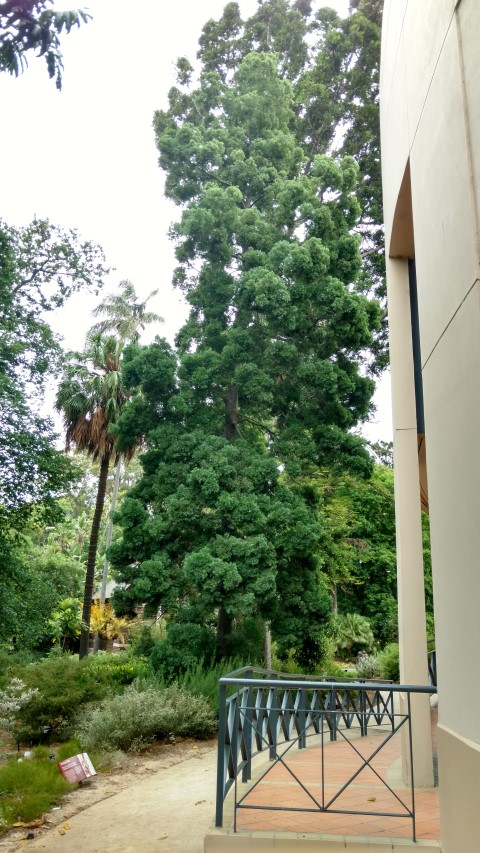 Podocarpus falcatus plantplacesimage20161226_144126.jpg