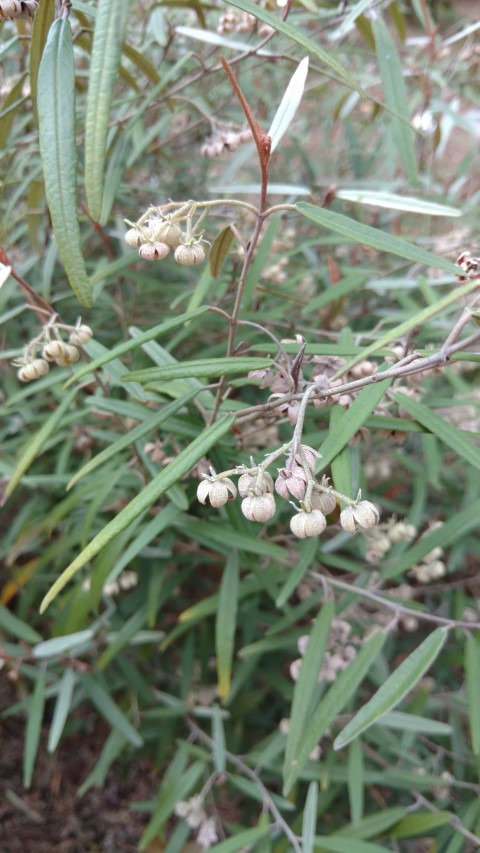 Lasiopetalum behrii plantplacesimage20161226_144301.jpg