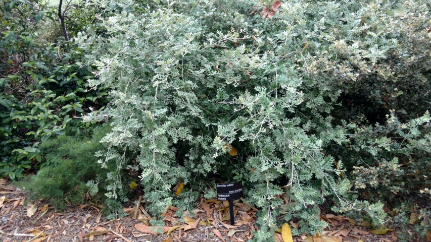 Grevillea willsii plantplacesimage20161226_144414.jpg