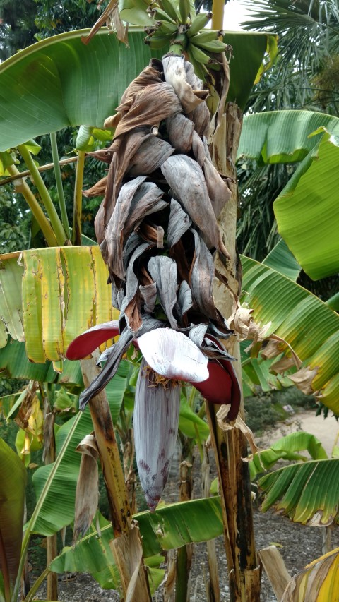 Musa basjoo plantplacesimage20161226_144515.jpg