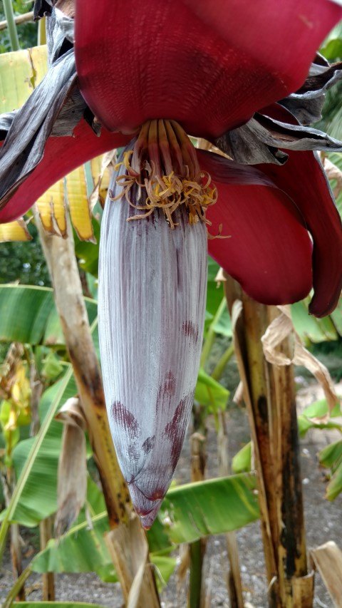 Musa basjoo plantplacesimage20161226_144523.jpg