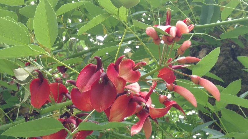 Erythrina crista-galli plantplacesimage20161226_144828.jpg