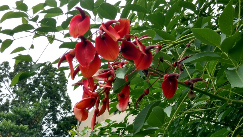 Erythrina crista-galli plantplacesimage20161226_144848.jpg