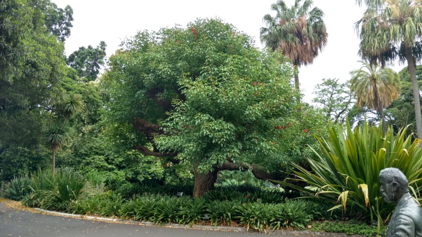 Erythrina crista-galli plantplacesimage20161226_144947.jpg