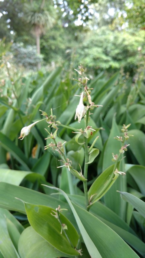 Anthropodium cirratum plantplacesimage20161226_145042.jpg