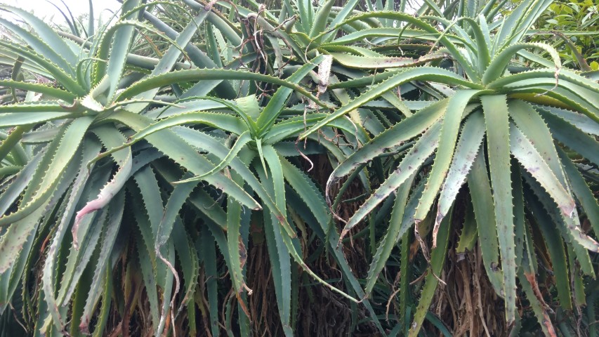 Ficus aff. obliqua plantplacesimage20161226_145305.jpg