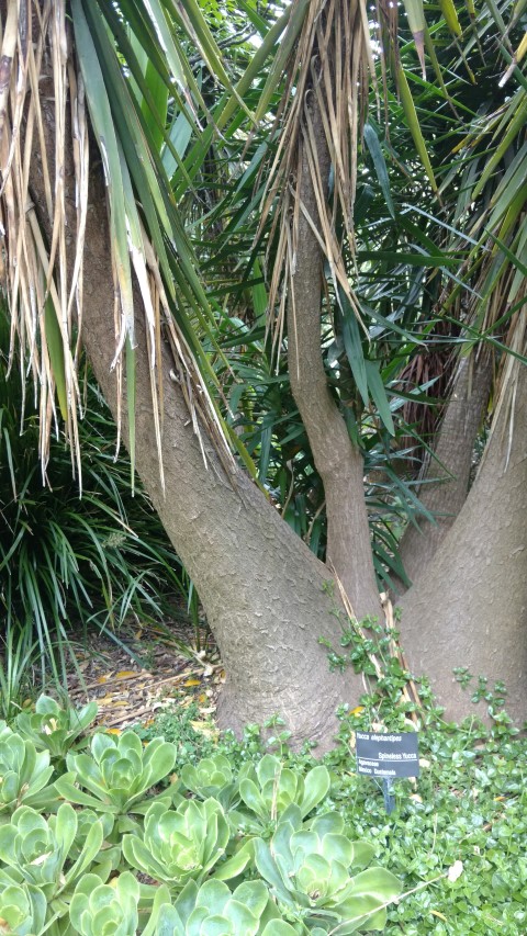 Yucca elephantipes plantplacesimage20161226_145409.jpg