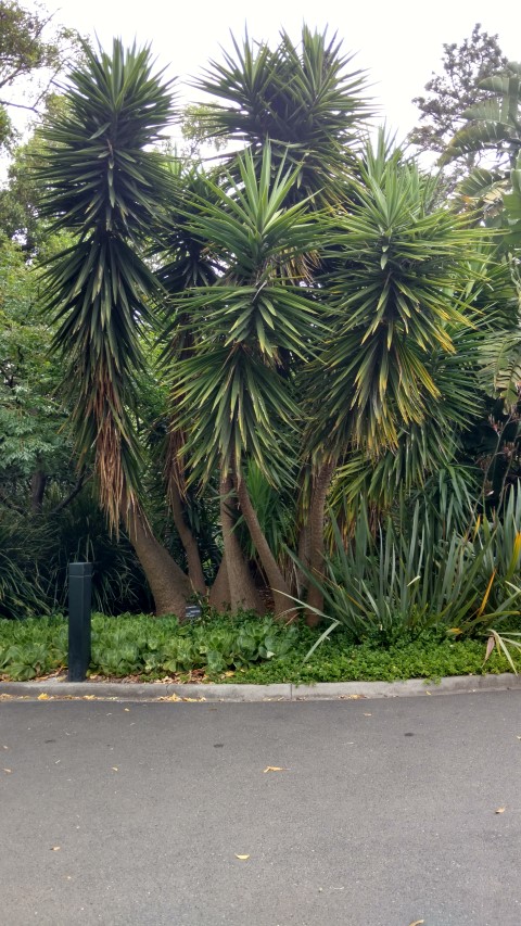 Yucca elephantipes plantplacesimage20161226_145427.jpg