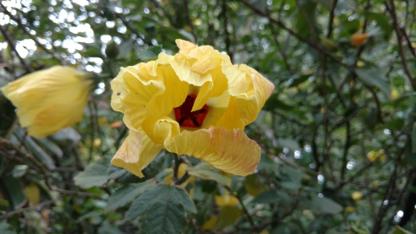 Hibiscus splendens plantplacesimage20161226_145527.jpg