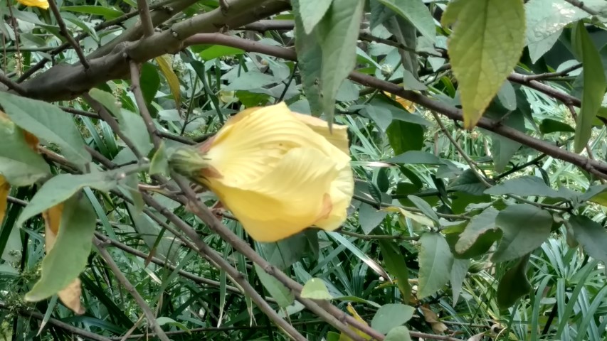 Hibiscus splendens plantplacesimage20161226_145600.jpg