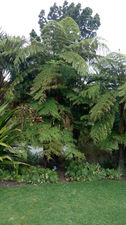 Cyathea cooperi plantplacesimage20161226_145857.jpg
