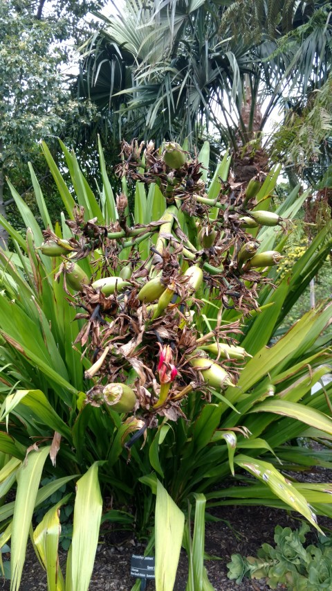 Doryanthes palmeri plantplacesimage20161226_145937.jpg
