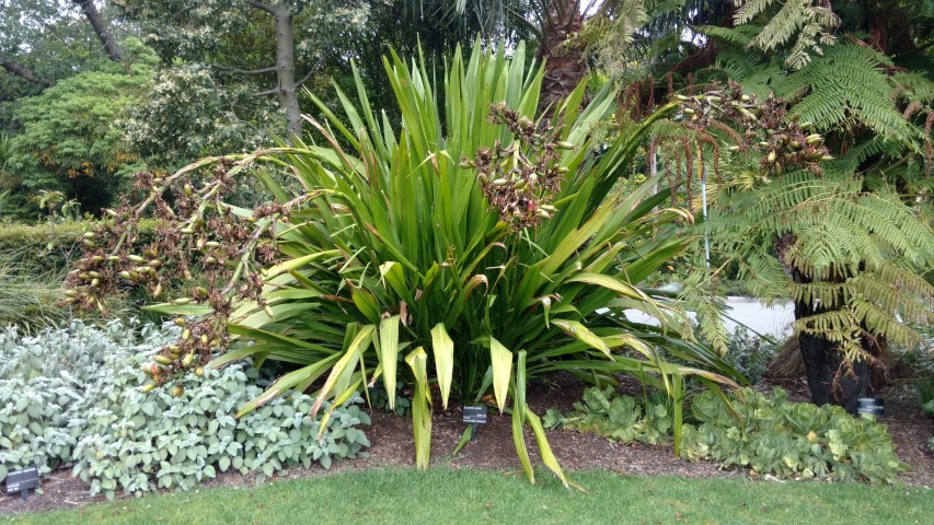 Doryanthes palmeri plantplacesimage20161226_145948.jpg