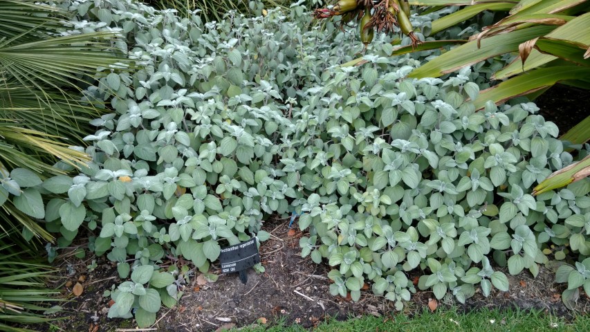 Plectranthus argentatus plantplacesimage20161226_150044.jpg