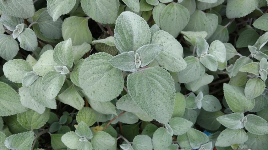 Plectranthus argentatus plantplacesimage20161226_150054.jpg