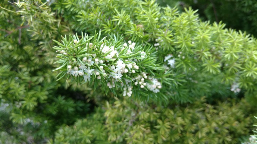 Asparagus densiflorus plantplacesimage20161226_150515.jpg