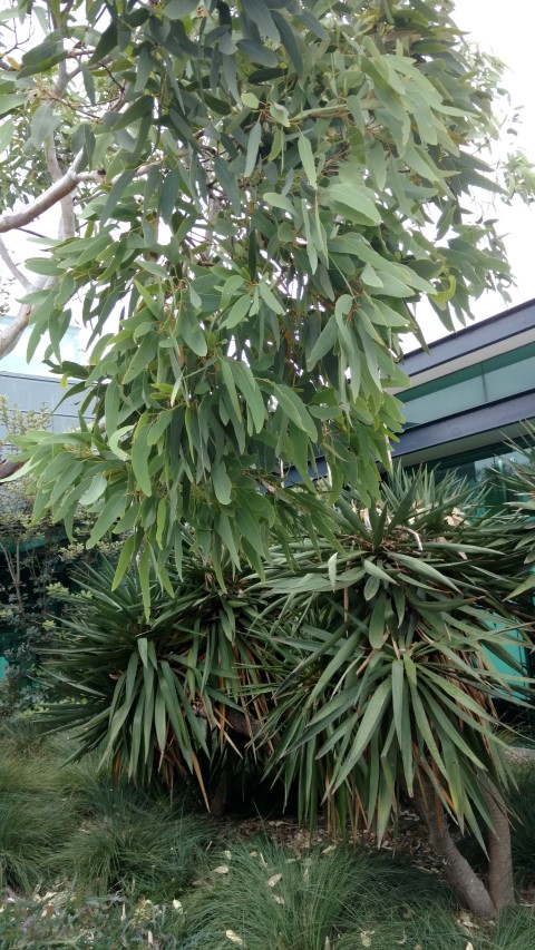 Eucalyptus gregoriensis plantplacesimage20161226_150707.jpg