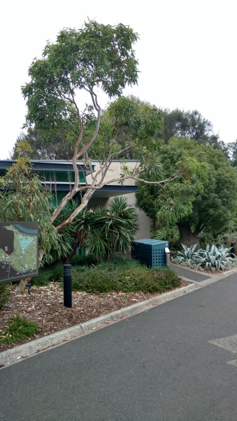 Eucalyptus gregoriensis plantplacesimage20161226_150727.jpg