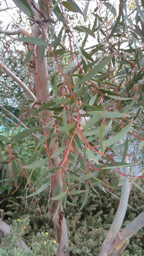 Eucalyptus gregsoniana plantplacesimage20161226_150815.jpg