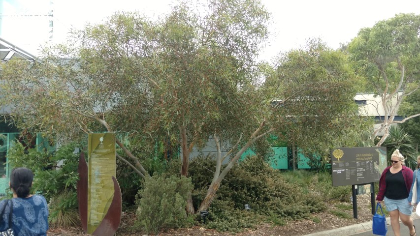 Eucalyptus gregsoniana plantplacesimage20161226_150828.jpg