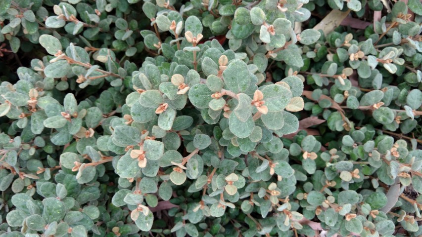 Correa Alba plantplacesimage20161226_150930.jpg