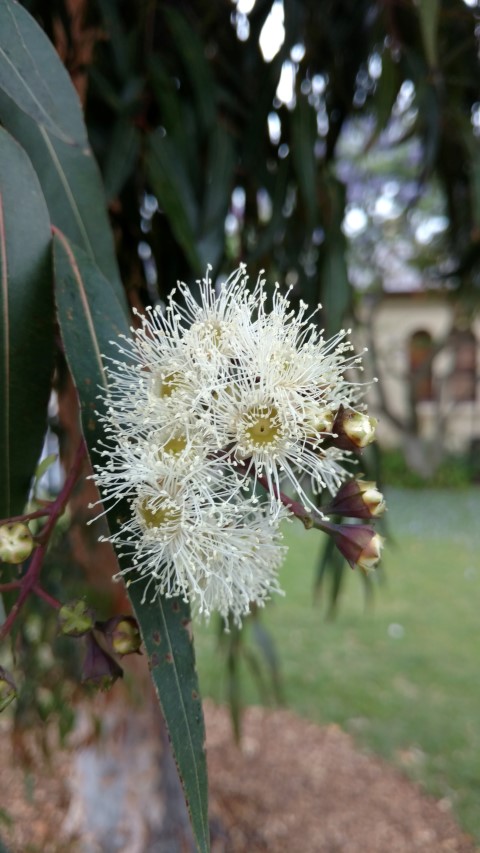 Angophora costata plantplacesimage20161226_154528.jpg