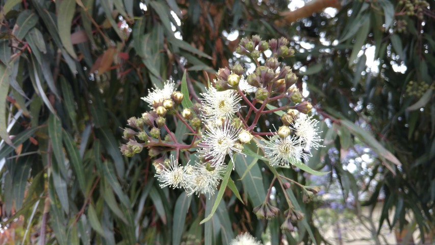 Angophora costata plantplacesimage20161226_154535.jpg