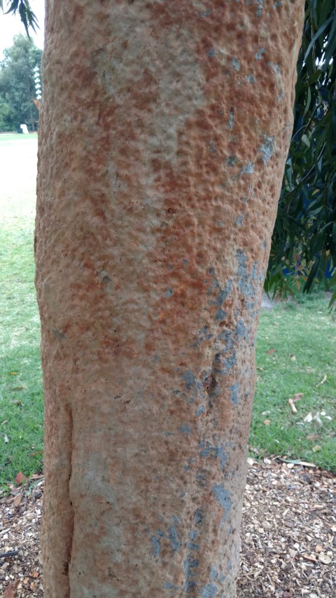 Angophora costata plantplacesimage20161226_154611.jpg