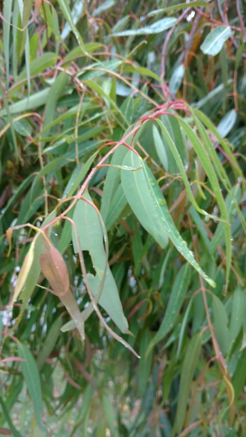 Angophora costata plantplacesimage20161226_154706.jpg