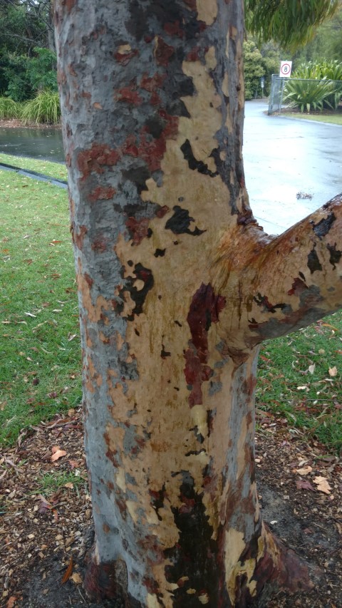 Angophora costata plantplacesimage20161226_154727.jpg