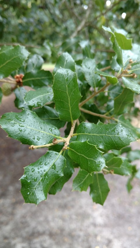 Quercus coccifera plantplacesimage20161226_155432.jpg