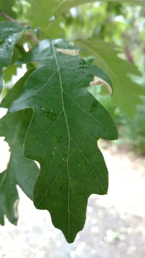 Quercus cerris plantplacesimage20161226_155504.jpg