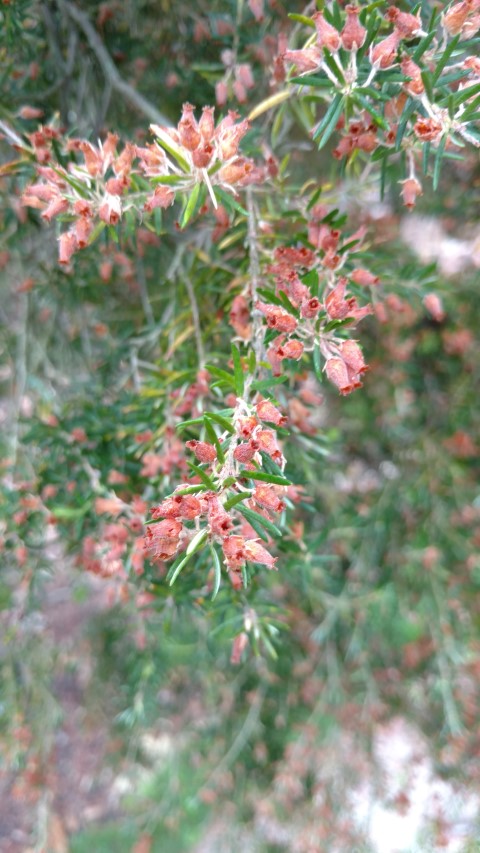 Erica caffra plantplacesimage20161226_160058.jpg