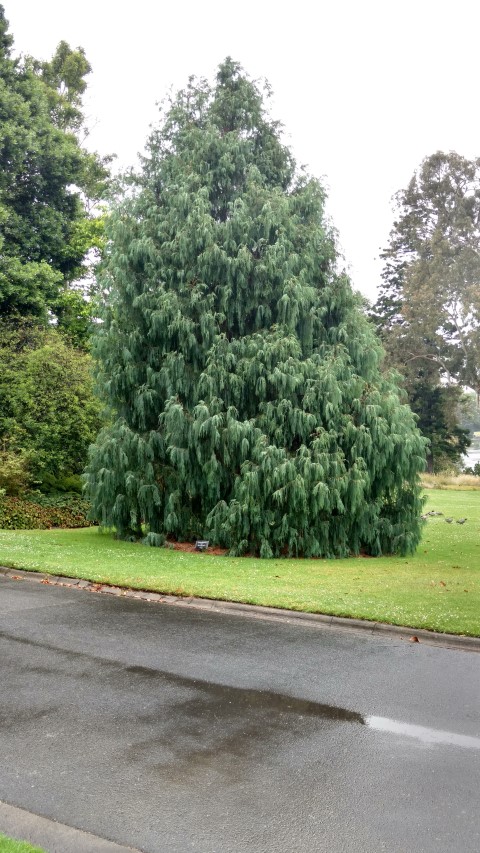 Cupressus cashmeriana plantplacesimage20161226_160418.jpg