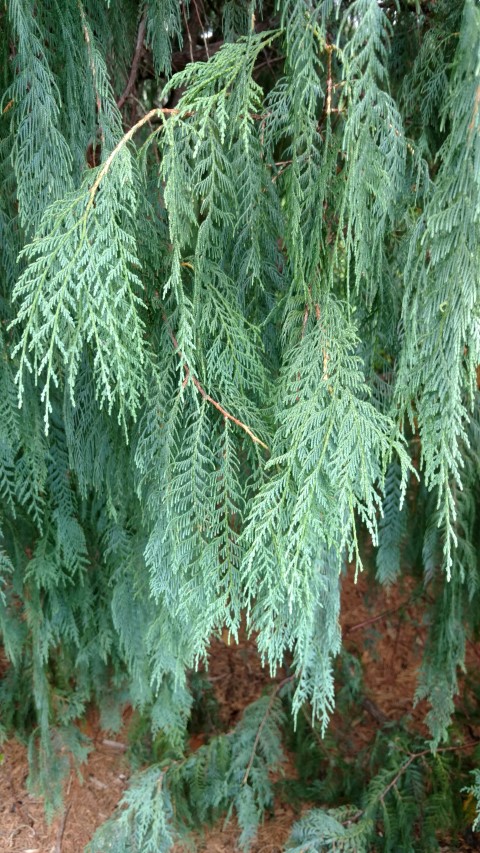 Cupressus cashmeriana plantplacesimage20161226_160514.jpg