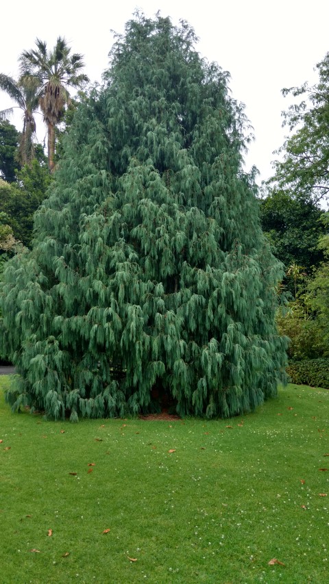 Cupressus cashmeriana plantplacesimage20161226_160525.jpg