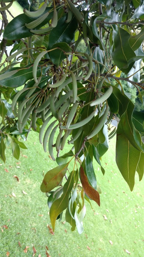 Stenocarpus sinuatus plantplacesimage20161226_160654.jpg