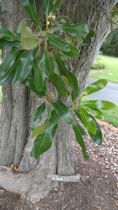 Stenocarpus sinuatus plantplacesimage20161226_160708.jpg