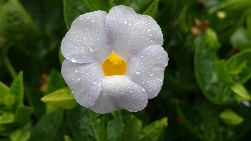 Thunbergia natalensis plantplacesimage20161226_161118.jpg