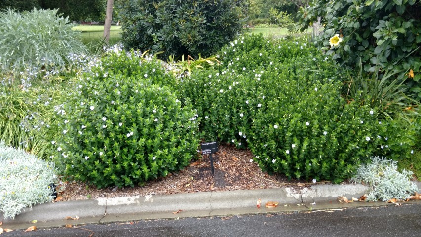 Thunbergia natalensis plantplacesimage20161226_161138.jpg