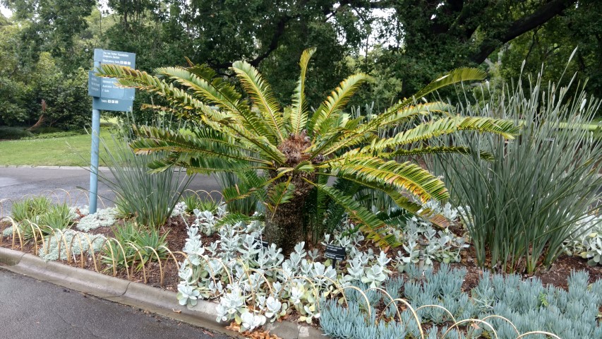 Encephalartos altensteinii plantplacesimage20161226_161514.jpg