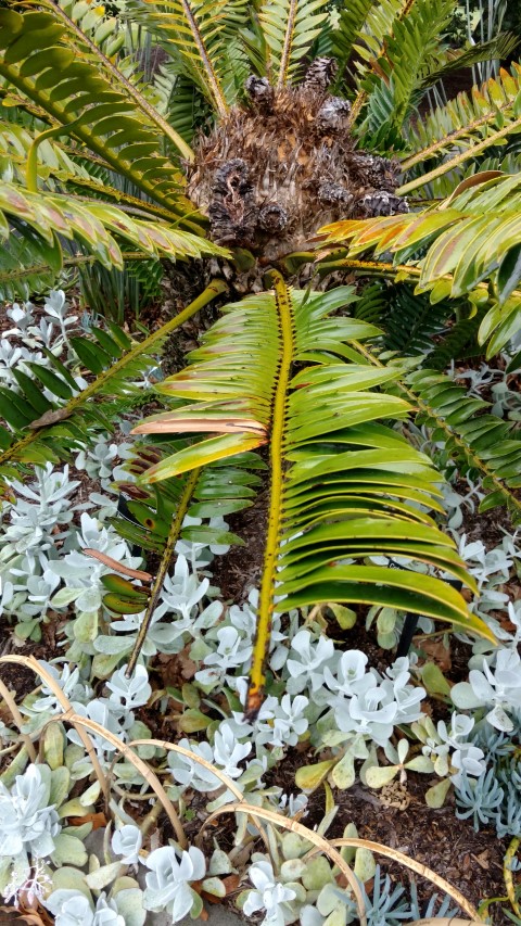 Encephalartos altensteinii plantplacesimage20161226_161529.jpg