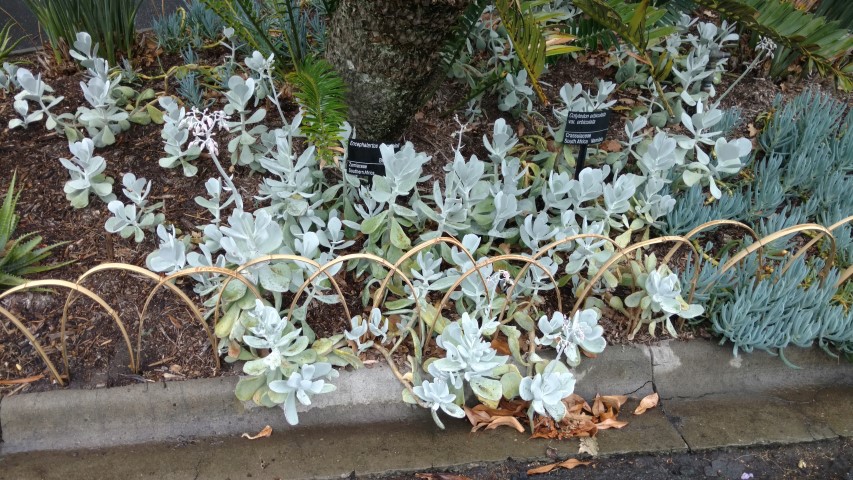 Cotyledon orbiculata plantplacesimage20161226_161619.jpg