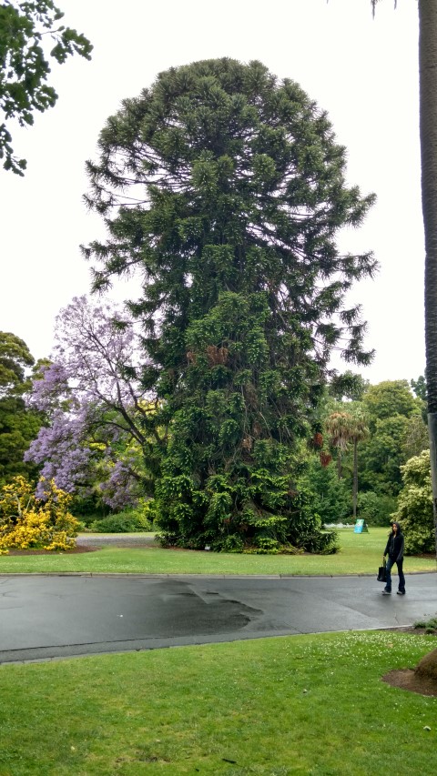 Araucaria bidwillii plantplacesimage20161226_161719.jpg