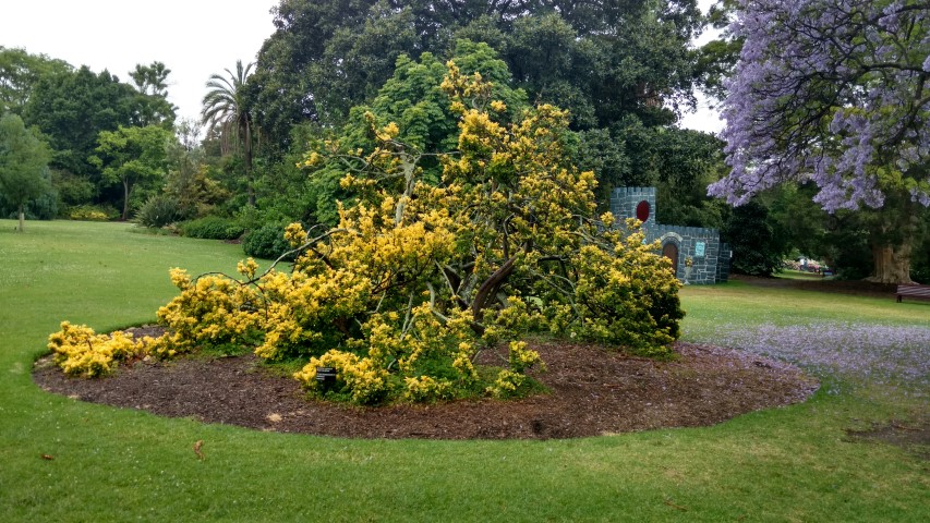 Araucaria bidwillii plantplacesimage20161226_161751.jpg