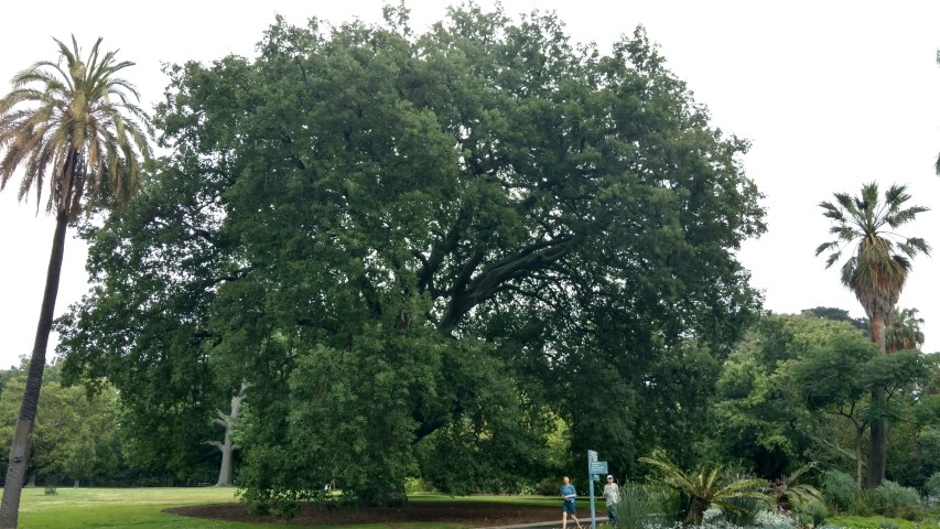 Quercus hybrid plantplacesimage20161226_161849.jpg