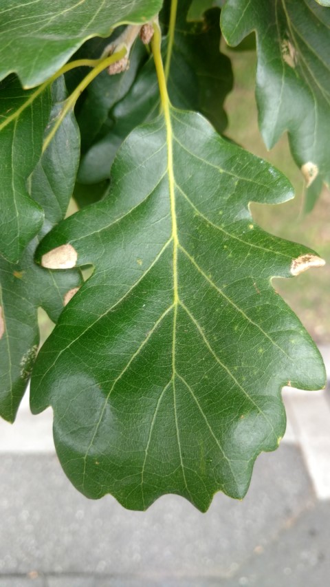 Quercus hybrid plantplacesimage20161226_161915.jpg