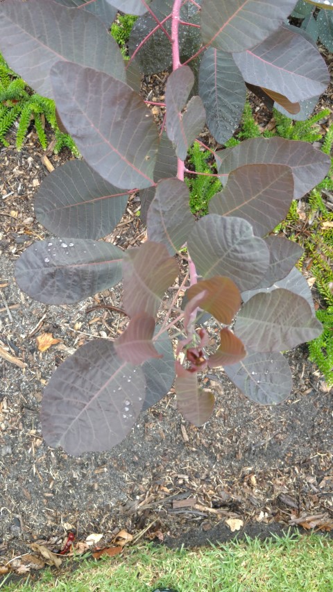 Cotinus spp. plantplacesimage20161226_162408.jpg